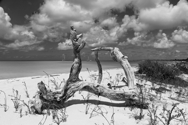 Driftwood on Lay Bay Beach