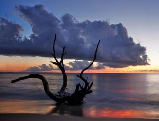 The Swan in Barbados