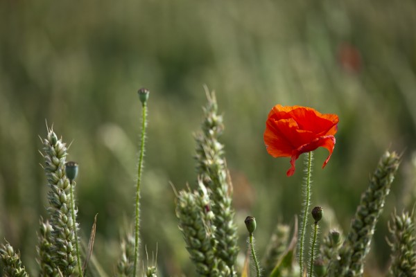 Red Poppy