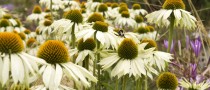 Echinacea Purpurea