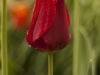 morning-dew-red-tulip