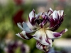 Variegated Tulip