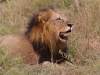 Lion at Inyati