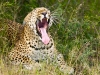 Leopard Yawning