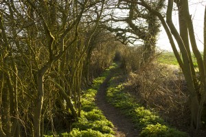 Icknield Way in Hadstock